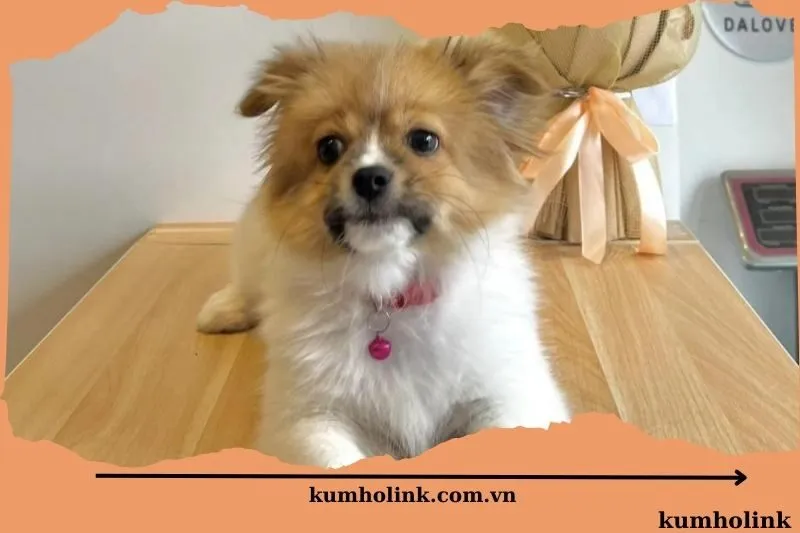 Phòng khám thú y Bảo Lộc Pet