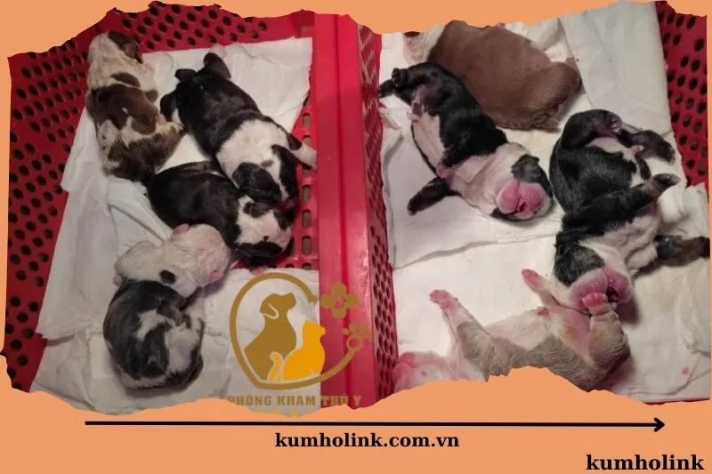 Phòng khám thú y Đà Lạt Pet