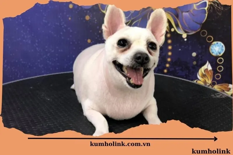 Phòng khám thú y Đặng Thị Ngọc Hà